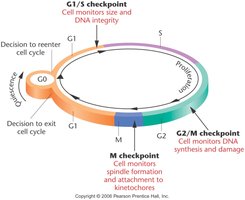 Diagram of the eukaryotic cell cycle with checkpoints