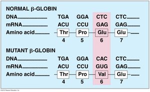Table comparing DNA, mRNA, and amino acid sequences in normal and mutant β-globin