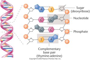 Diagram of DNA double helix and complementary base pairing