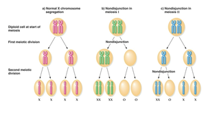 Diagram of normal X chromosome segregation and nondisjunction in meiosis I and II