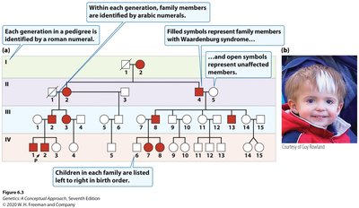 Pedigree of family with Waardenburg syndrome