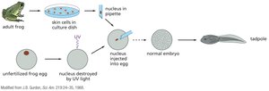 Nuclear transfer experiment demonstrating genomic equivalence in frogs