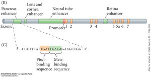 Schematic of pax6 gene with tissue-specific enhancers and binding sites for Pbx1 and Meis