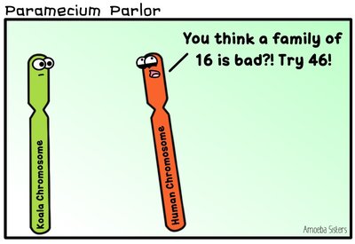 Cartoon comparing koala and human chromosome numbers