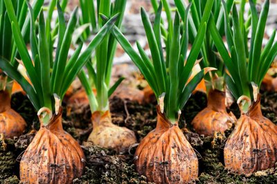 Common bulb onion, an example of a plant with a large genome