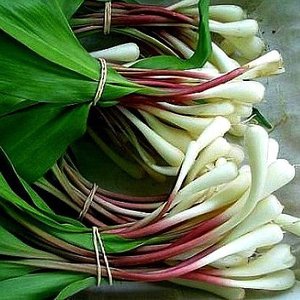 Wild bear garlic, another plant with a large genome
