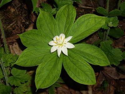 Paris japonica, the plant with the largest known genome