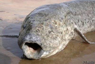 Lungfish, an animal with a very large genome