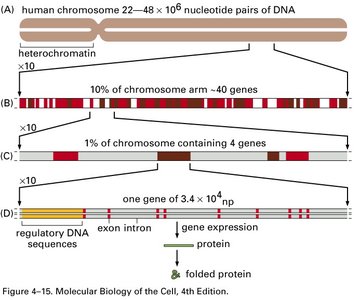 Diagram of tandem and interspersed repeats (alternate view)