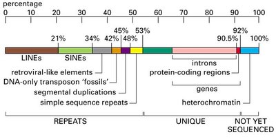 Diagram of DNA fingerprinting using VNTRs