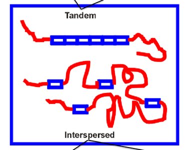 Diagram of repetitive DNA types and their distribution
