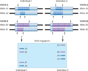 Diagram of tandem and interspersed repeats
