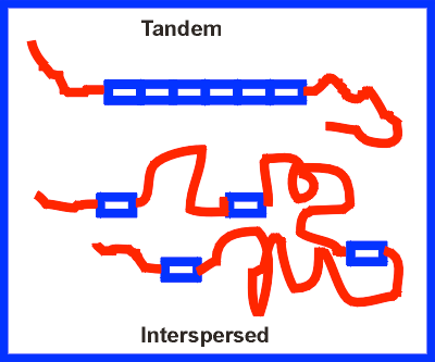Diagram of LINEs and SINEs as transposable elements