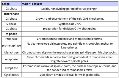 Table of cell cycle stages and features