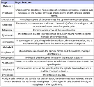 Table of meiosis stages and features