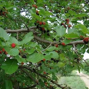 Black mulberry tree, an example of a polyploid plant