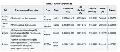 Table of human genome size and features
