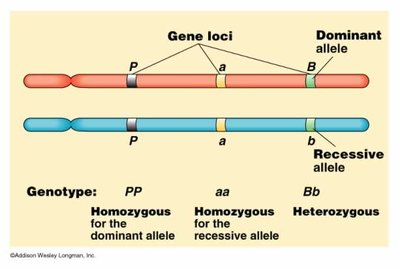 Alleles and genotype-phenotype relationship