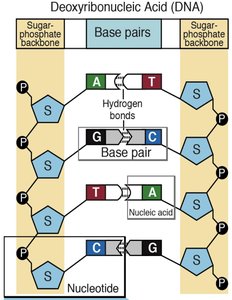 DNA structure and base pairing