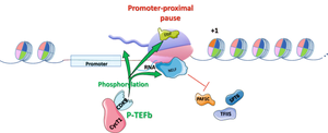Diagram showing promoter-proximal pausing and release during elongation