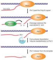 Steps in transcription termination and polyadenylation