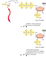 Attachment of 7-methylguanosine cap to the 5’ end of mRNA