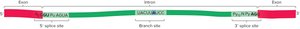 Diagram of RNA splicing showing intron removal and exon ligation