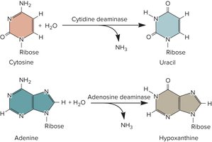 Chemical reactions involved in RNA editing, such as cytidine deamination