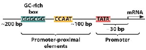 Diagram of eukaryotic promoter elements including TATA box, CAAT box, and GC-rich box