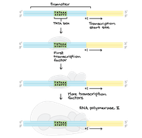Stepwise assembly of transcription factors and RNA polymerase II at the promoter