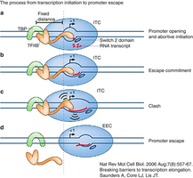 Stages of transcription initiation and promoter escape