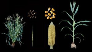 Wild ancestor and modern corn comparison