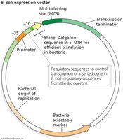 Diagram of E. coli expression vector