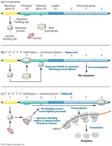 lac operon ON/OFF states depending on glucose and lactose