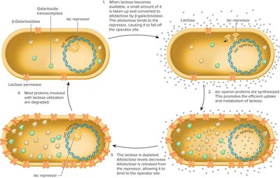 Cycle of lac operon repression and induction