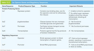 Constitutive transcription due to lacI- and lacOC mutations