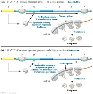 lacIS mutation: repressor always bound, transcription repressed