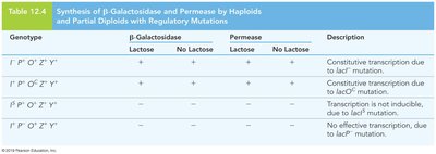 Table of lac operon genes and regulatory sequences