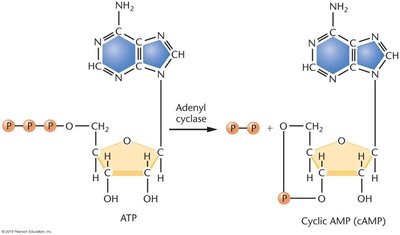CAP-cAMP complex binding to lac promoter