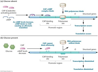 Catabolite repression: glucose absent vs present
