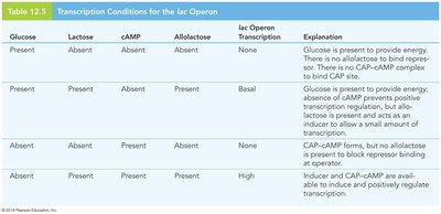 Table of lac operon transcription conditions
