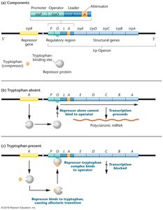 trp operon gene structure and regulation