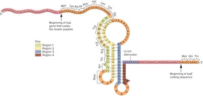 trpL leader sequence and stem-loop formation