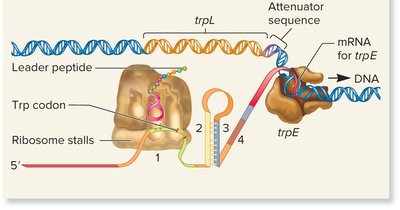Low Trp levels: 2-3 stem-loop forms