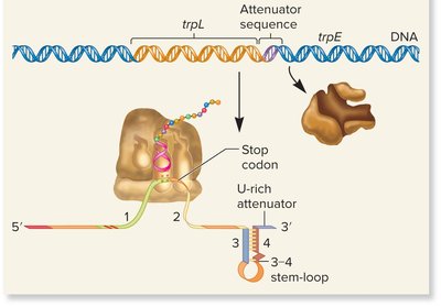 High Trp levels: 3-4 stem-loop forms