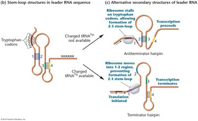 Stem-loop structures in leader RNA sequence