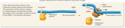 Inducible gene regulation with repressor and inducer