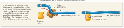 Repressible gene regulation with repressor and corepressor