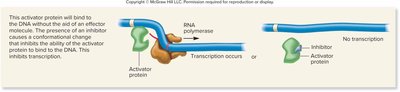 Repressible gene regulation with activator and inhibitor