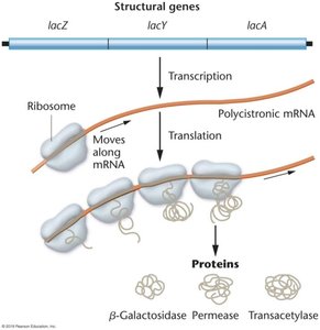 Transcription and translation of lac operon genes